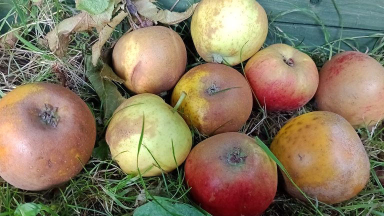Challenging Perceptions to Reduce Food Waste
